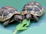 Landschildkröten Berlin