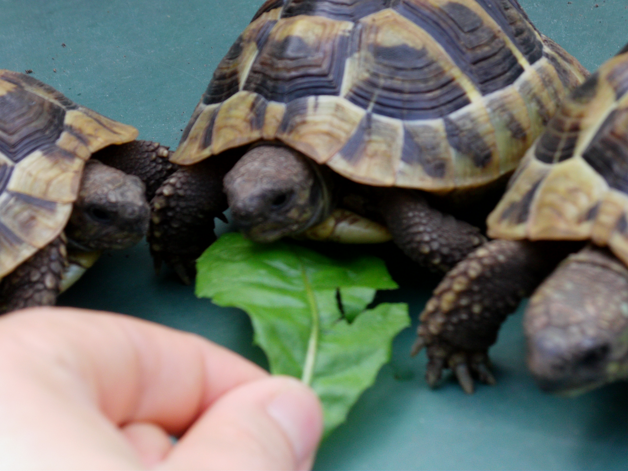 Haltung von Landschildkröten im Terrarium