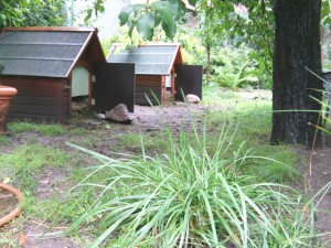 Landschildkröten in Berlin