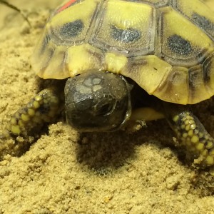 Zu verkaufen - Jungtiere : Griechische Landschildkröten in Berlin