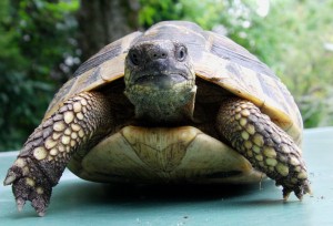 Landschildkröten in Berlin
