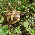 Soll man „eine“ Landschildkröte kaufen oder „zwei“ ?