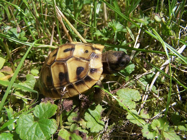 Read more about the article Soll man „eine“ Landschildkröte kaufen oder „zwei“ ?