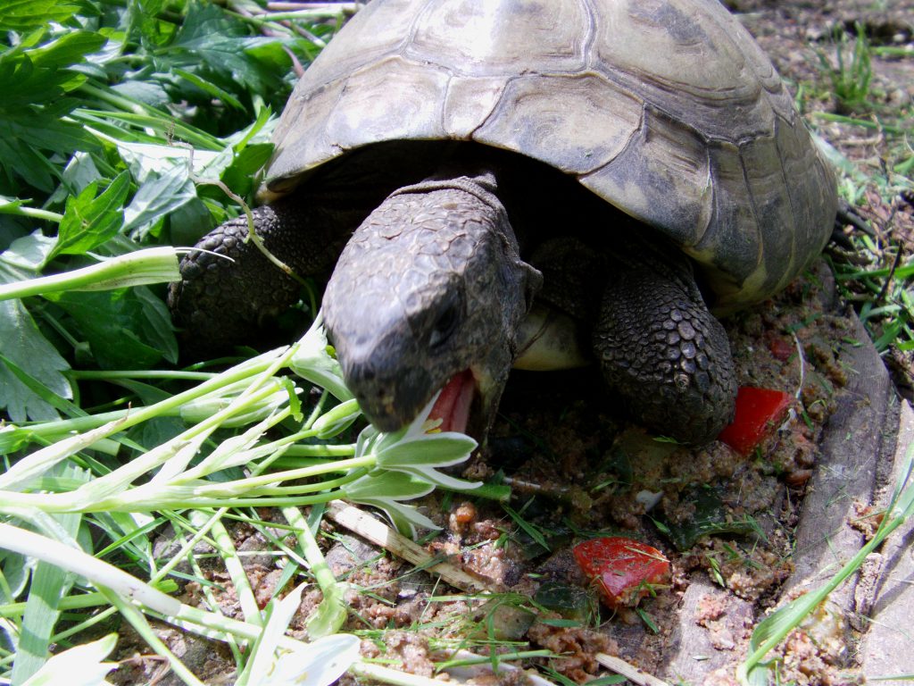 Griechische Landschildkröte - Testudo hermanni