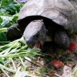 Griechische Landschildkröte - Testudo hermanni