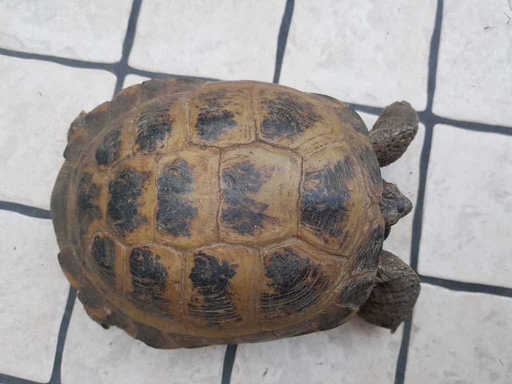 Steppenschildkröte – Russische Landschildkröte – Vierzehen Landschildkröte