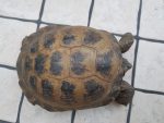 Steppenschildkröte – Russische Landschildkröte – Vierzehen Landschildkröte