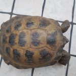 Steppenschildkröte – Russische Landschildkröte – Vierzehen Landschildkröte