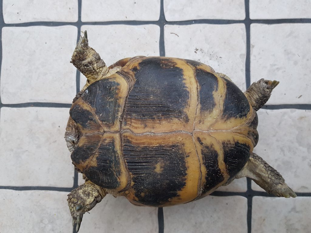 Steppenschildkröte – Russische Landschildkröte – Vierzehen Landschildkröte