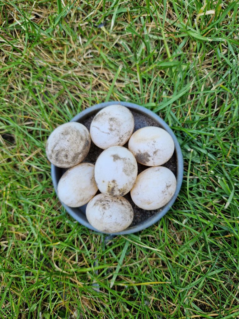 Eiablage vom 03.06.2023 mit 7 Schildkröteneier von einem Weibchen