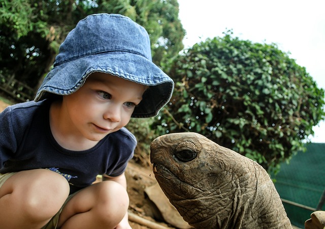 Read more about the article Schildkröten – ein beliebtes Haustier für Kinder