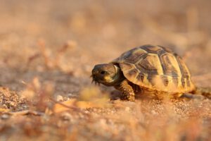 Read more about the article Scheiteltemperatur bei griechischen Landschildkröten