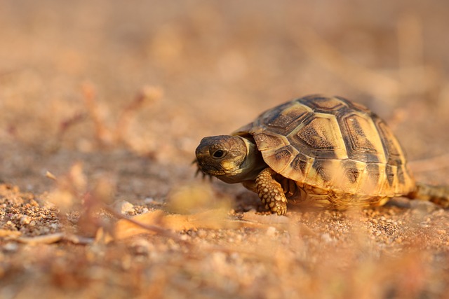 Scheiteltemperatur bei griechischen Landschildkröten; Bild von Gauthier Pous auf Pixabay