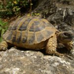 Die Trinkgewohnheiten von Schildkröten und die optimale Wasserzufuhr