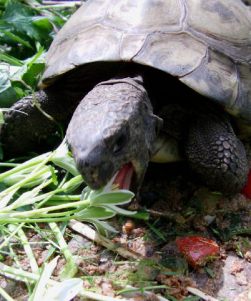 Griechische Landschildkröte - Testudo hermanni