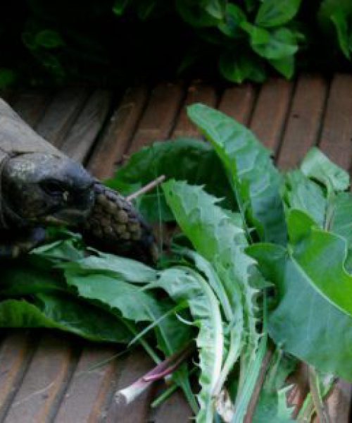 Machen Schildkröten viel Arbeit?