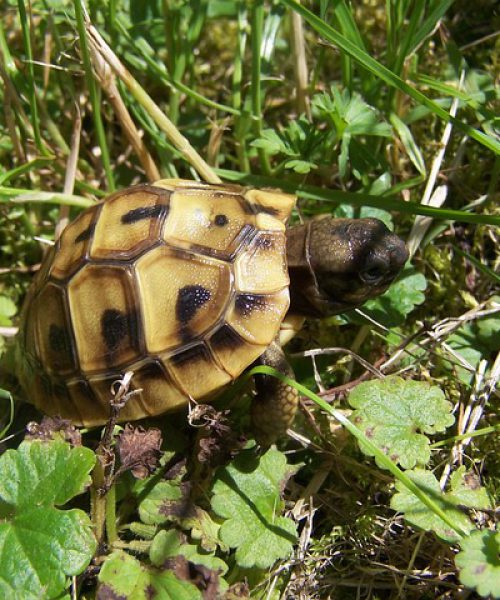 Kauf der Landschildkröte – einzeln oder zu zweit ?